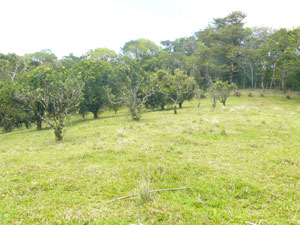 A large orchard occupies the western half of the property.